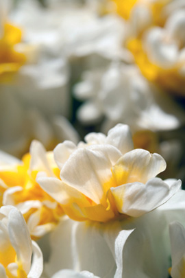 daffodil